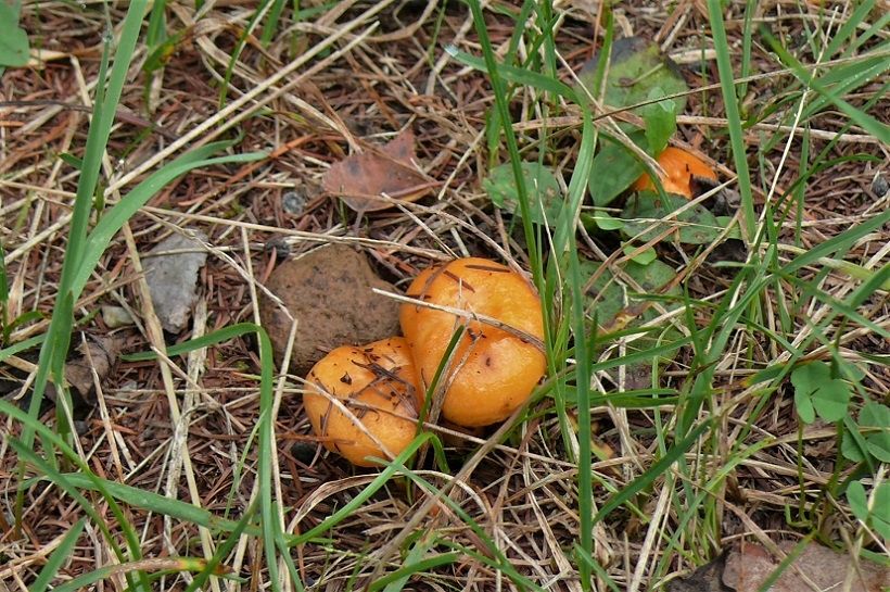 http://www.alpico.co.jp/shikinomori/news/images/P1250340.JPG