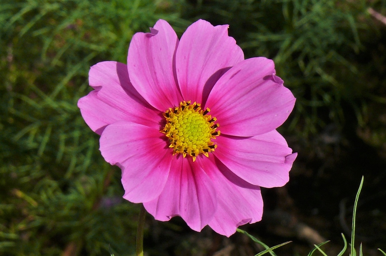 http://www.alpico.co.jp/shikinomori/news/images/P1250381.JPG