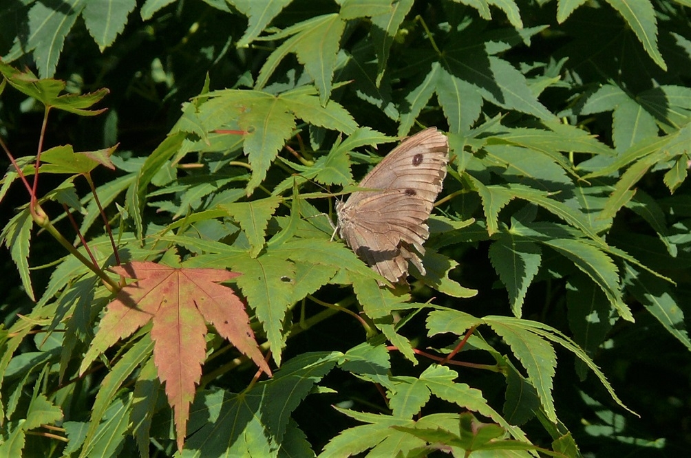http://www.alpico.co.jp/shikinomori/news/images/P1250439.JPG