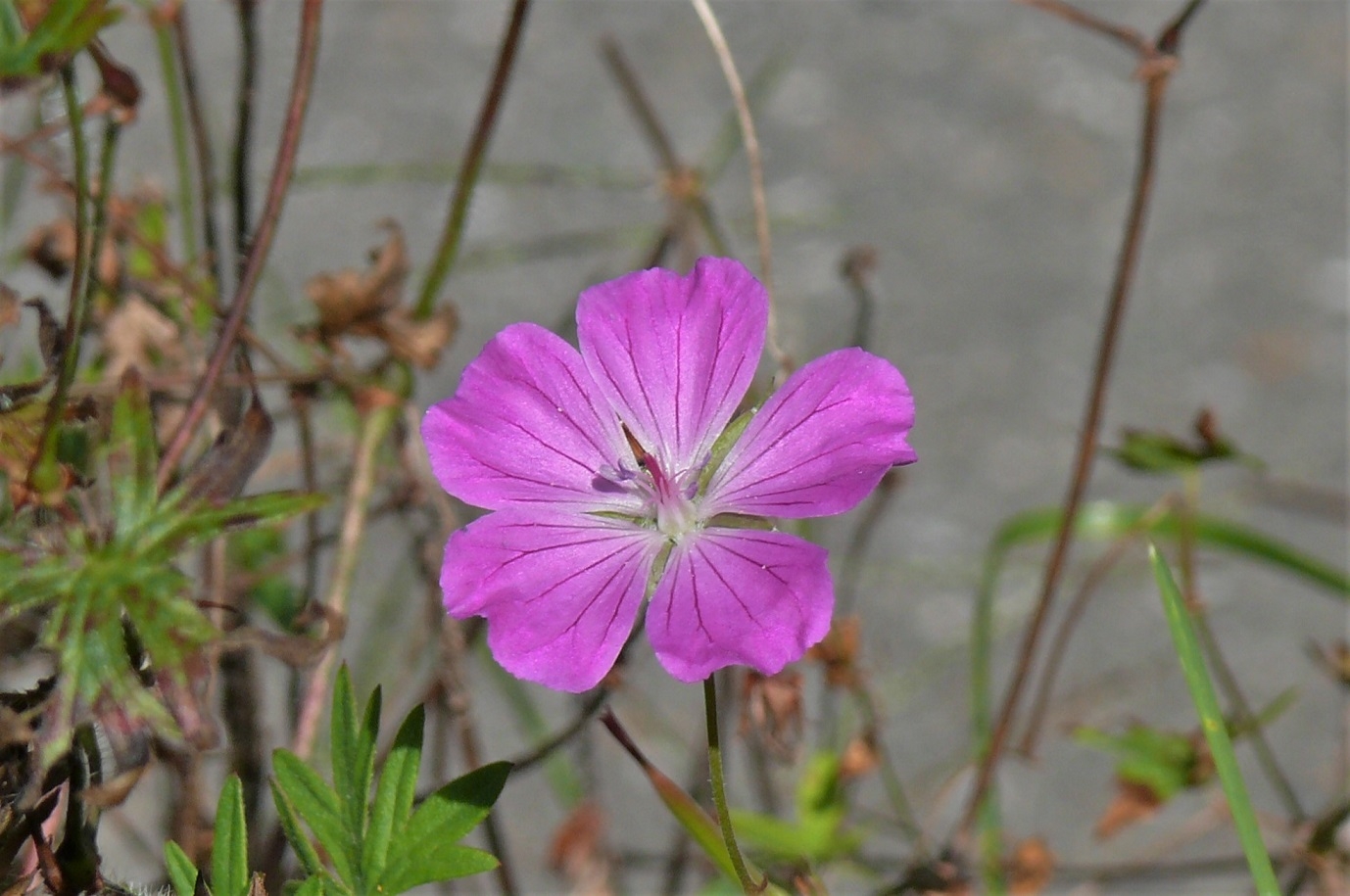 http://www.alpico.co.jp/shikinomori/news/images/P1250563.JPG