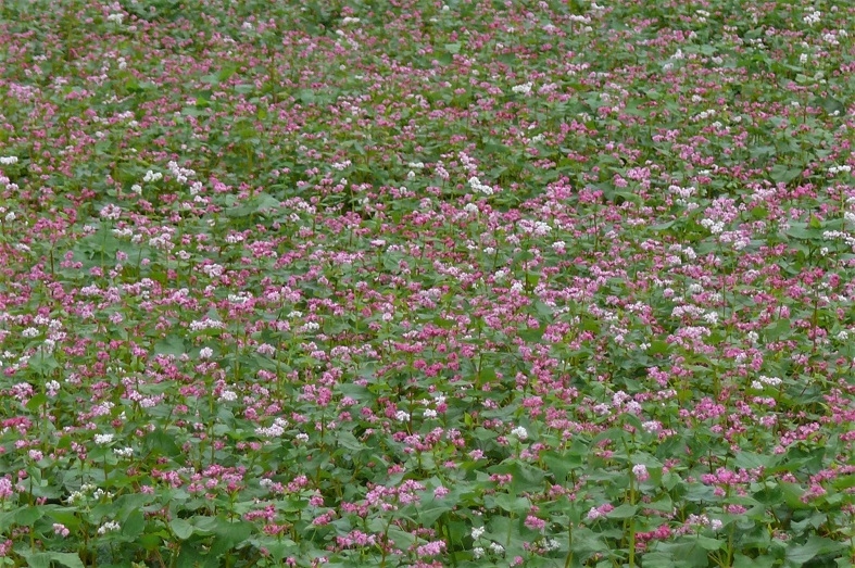 http://www.alpico.co.jp/shikinomori/news/images/P1250596.JPG