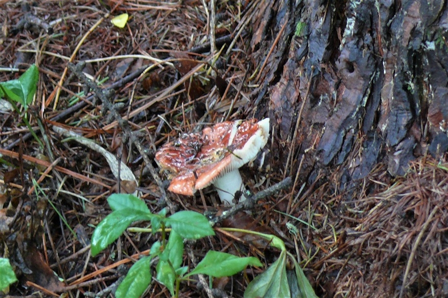 http://www.alpico.co.jp/shikinomori/news/images/P1250722.JPG