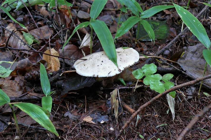 http://www.alpico.co.jp/shikinomori/news/images/P1250748.JPG