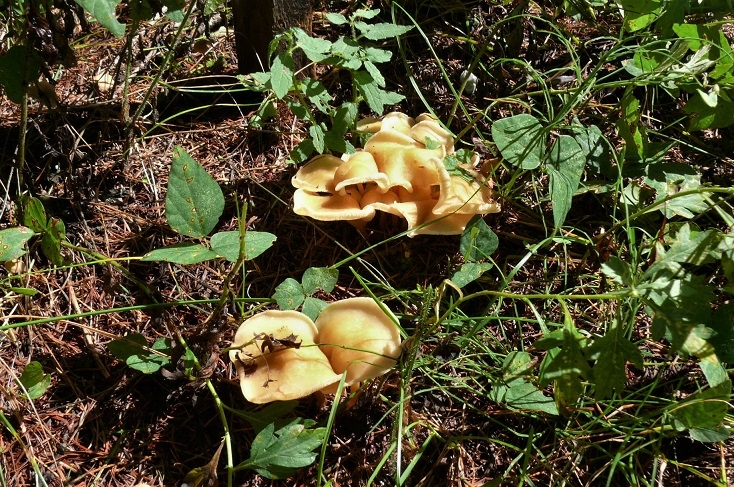 http://www.alpico.co.jp/shikinomori/news/images/P1250778.JPG