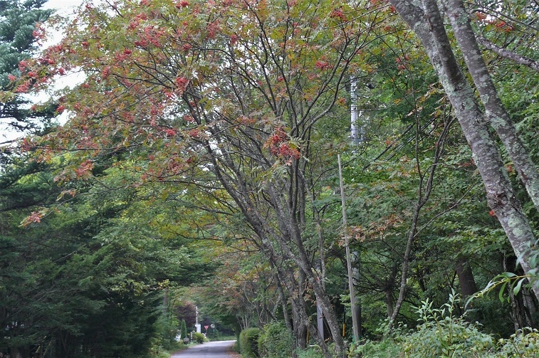 http://www.alpico.co.jp/shikinomori/news/images/P1250905.JPG