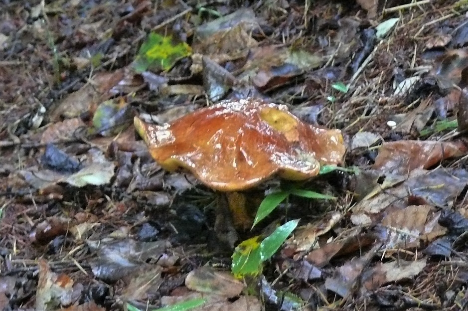http://www.alpico.co.jp/shikinomori/news/images/P1250957.JPG