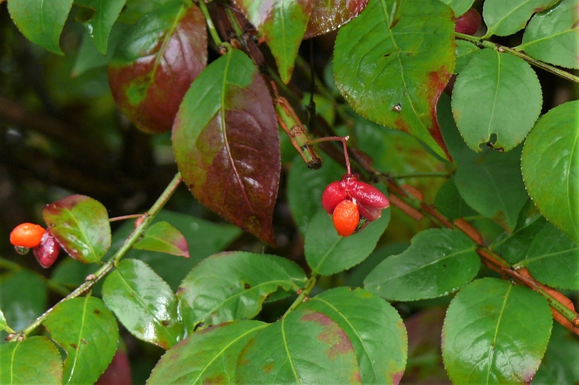 http://www.alpico.co.jp/shikinomori/news/images/P1250966.JPG