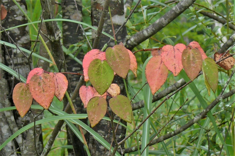http://www.alpico.co.jp/shikinomori/news/images/P1250985.JPG