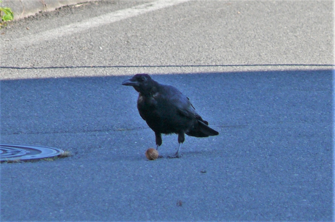http://www.alpico.co.jp/shikinomori/news/images/P1260016.JPG