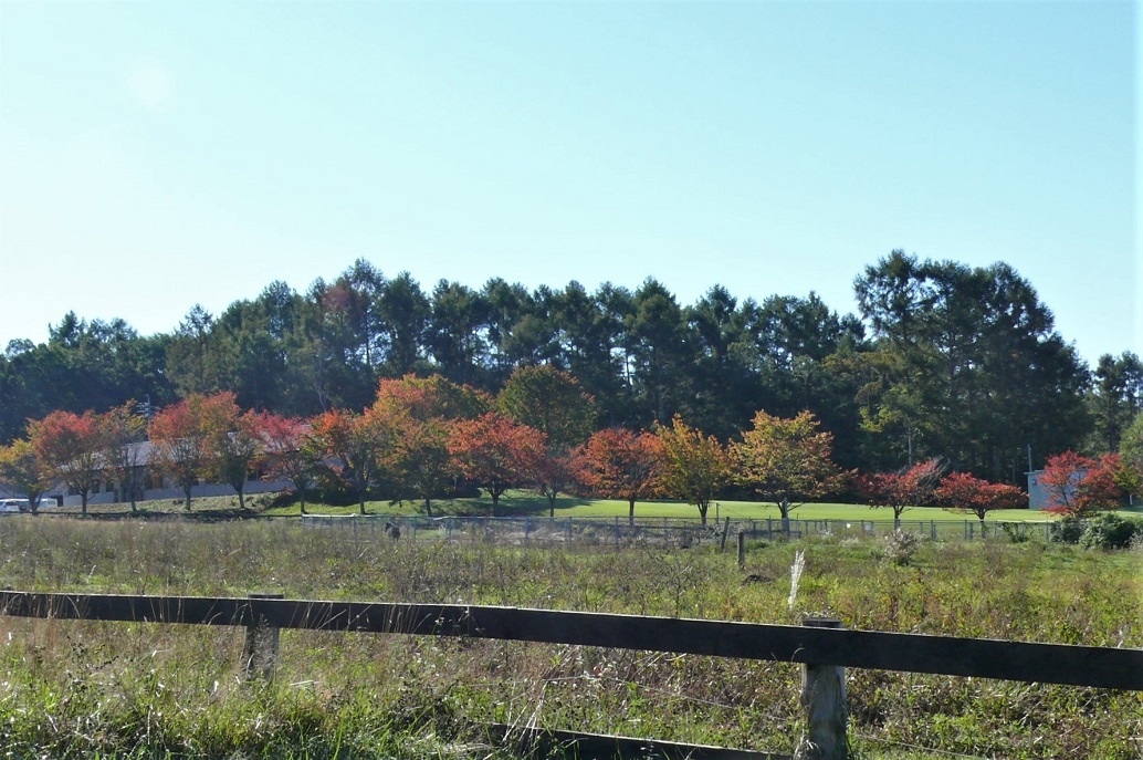 http://www.alpico.co.jp/shikinomori/news/images/P1260070.JPG