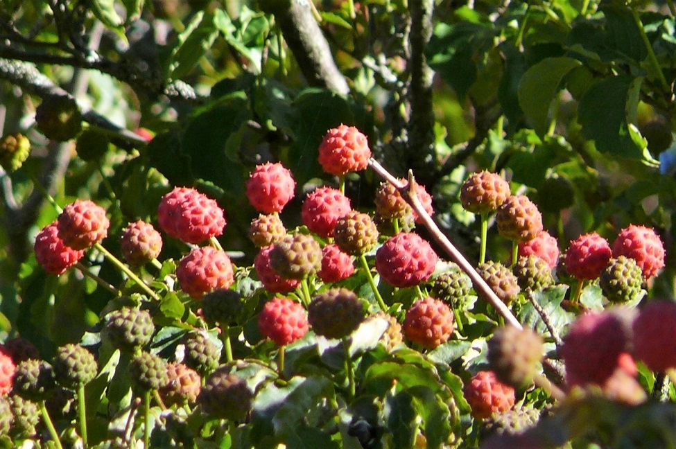 http://www.alpico.co.jp/shikinomori/news/images/P1260077.JPG
