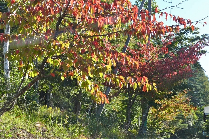 http://www.alpico.co.jp/shikinomori/news/images/P1260078.JPG