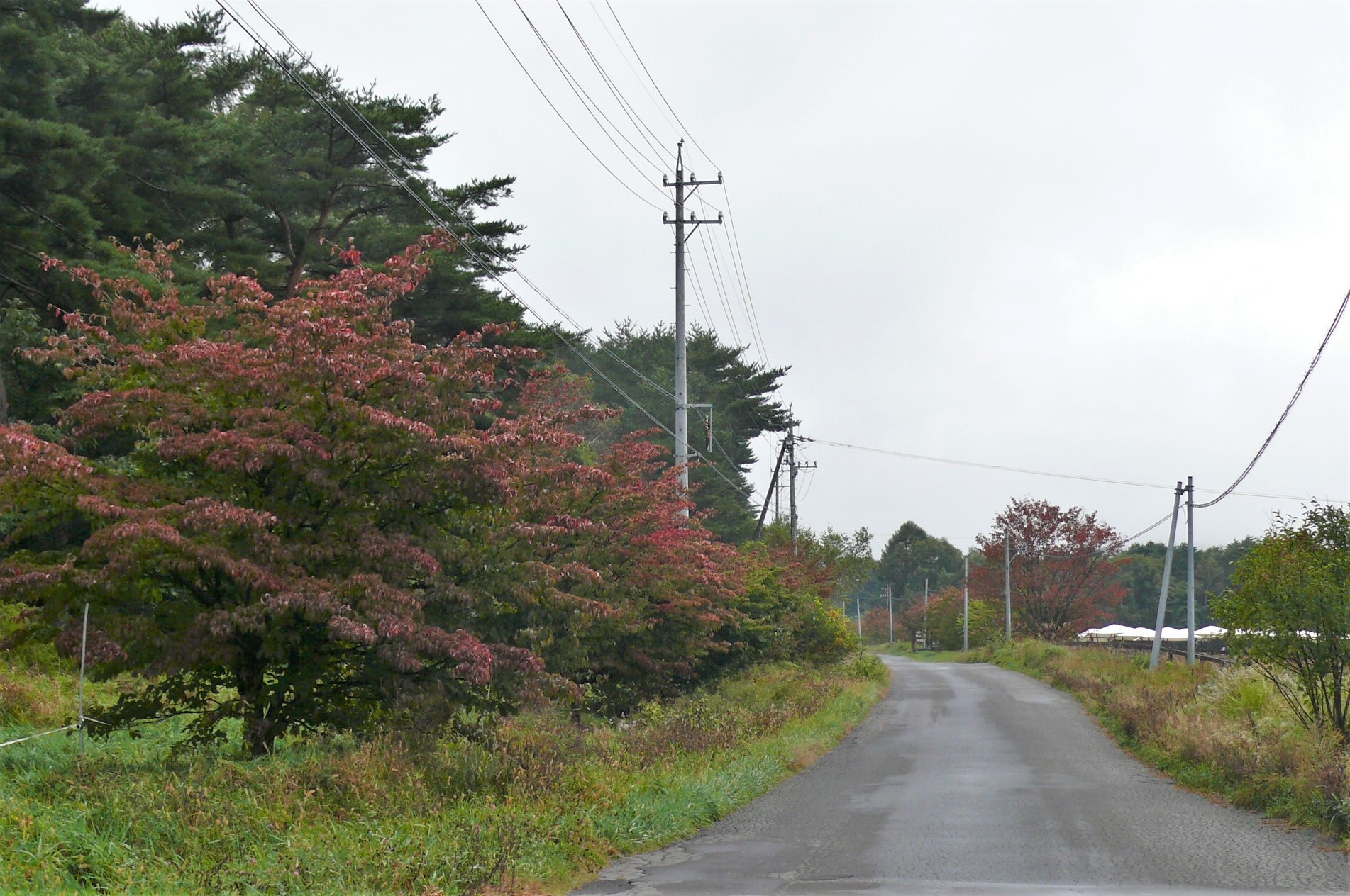 http://www.alpico.co.jp/shikinomori/news/images/P1260227.JPG