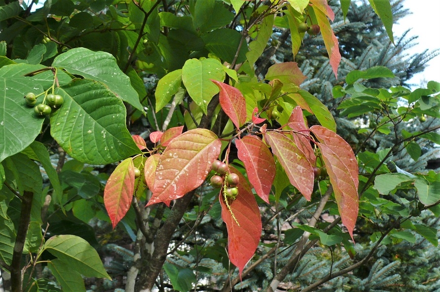 http://www.alpico.co.jp/shikinomori/news/images/P1260269.JPG