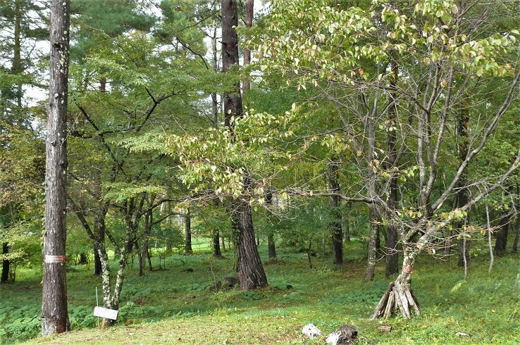 http://www.alpico.co.jp/shikinomori/news/images/P1260321.JPG