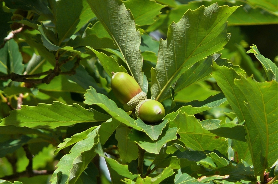 http://www.alpico.co.jp/shikinomori/news/images/P1260329.JPG