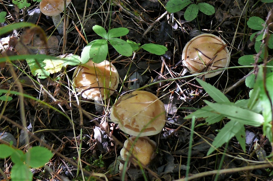 http://www.alpico.co.jp/shikinomori/news/images/P1260385.JPG