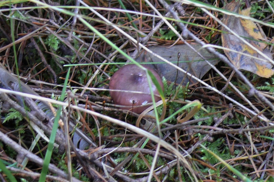 http://www.alpico.co.jp/shikinomori/news/images/P1260386.JPG