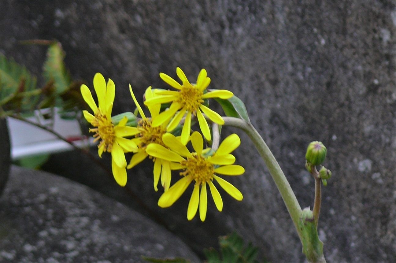 http://www.alpico.co.jp/shikinomori/news/images/P1260432.JPG