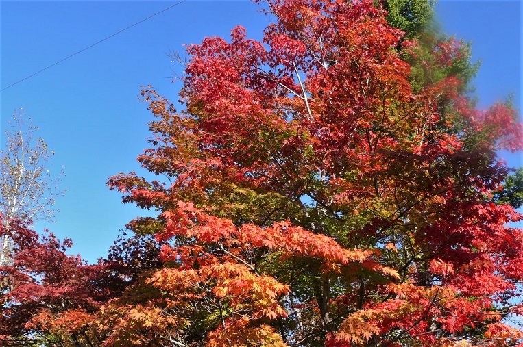 http://www.alpico.co.jp/shikinomori/news/images/P1260491.JPG