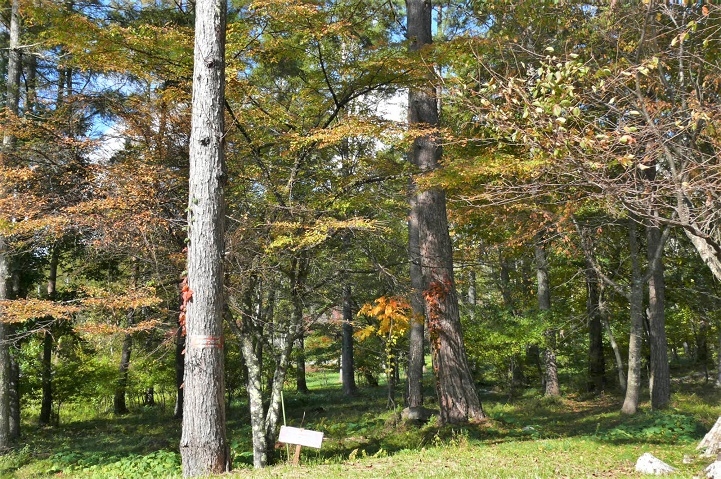 http://www.alpico.co.jp/shikinomori/news/images/P1260535.JPG