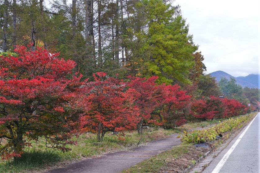 http://www.alpico.co.jp/shikinomori/news/images/P1260557.JPG