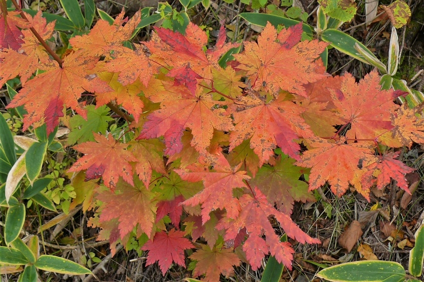 http://www.alpico.co.jp/shikinomori/news/images/P1260574.JPG
