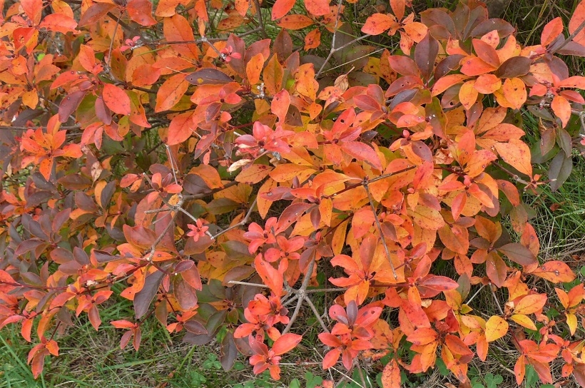 http://www.alpico.co.jp/shikinomori/news/images/P1260607.JPG