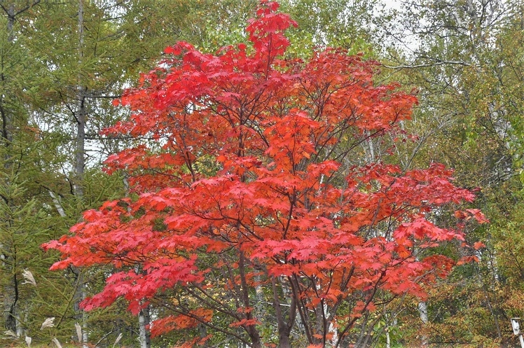 http://www.alpico.co.jp/shikinomori/news/images/P1260611.JPG