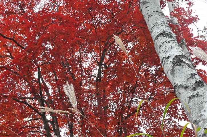 http://www.alpico.co.jp/shikinomori/news/images/P1260616.JPG