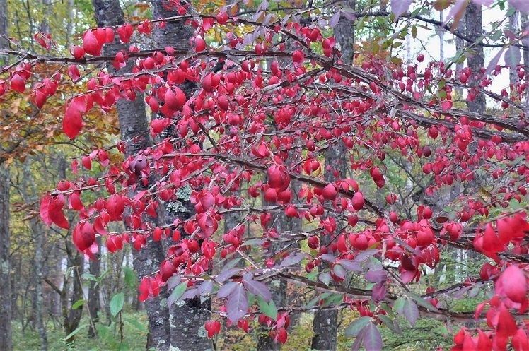 http://www.alpico.co.jp/shikinomori/news/images/P1260626.JPG