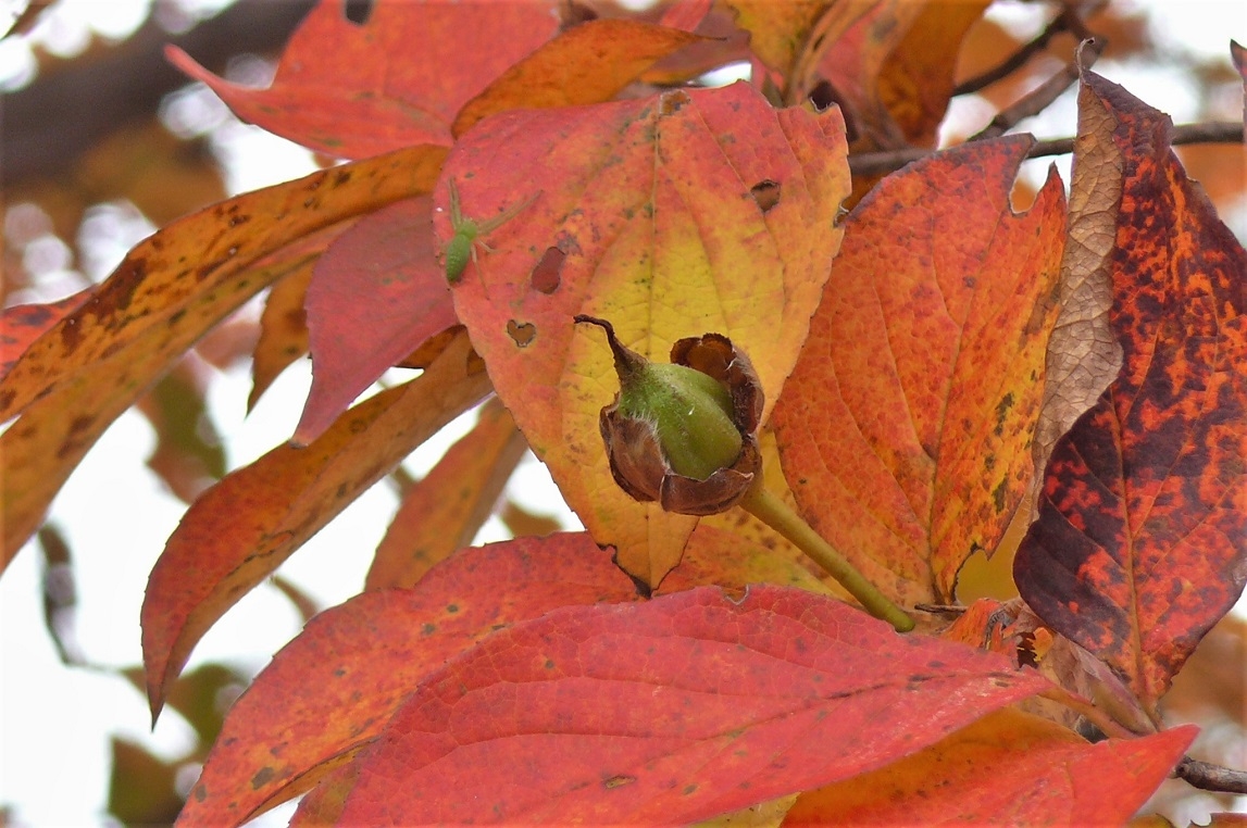 http://www.alpico.co.jp/shikinomori/news/images/P1260634.JPG