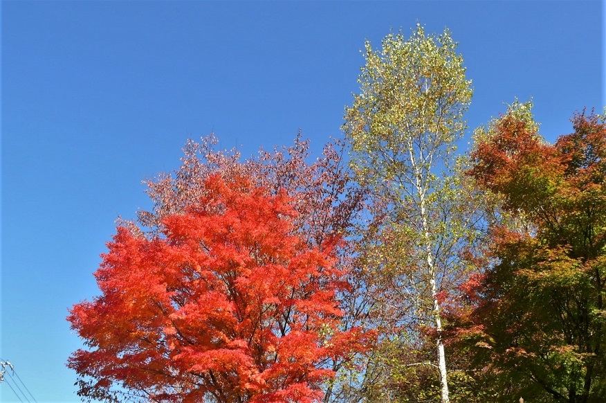http://www.alpico.co.jp/shikinomori/news/images/P1260663.JPG