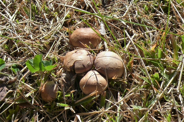 http://www.alpico.co.jp/shikinomori/news/images/P1260672.JPG