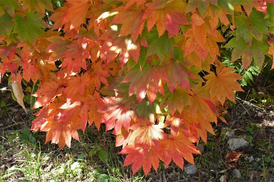 http://www.alpico.co.jp/shikinomori/news/images/P1260698.JPG
