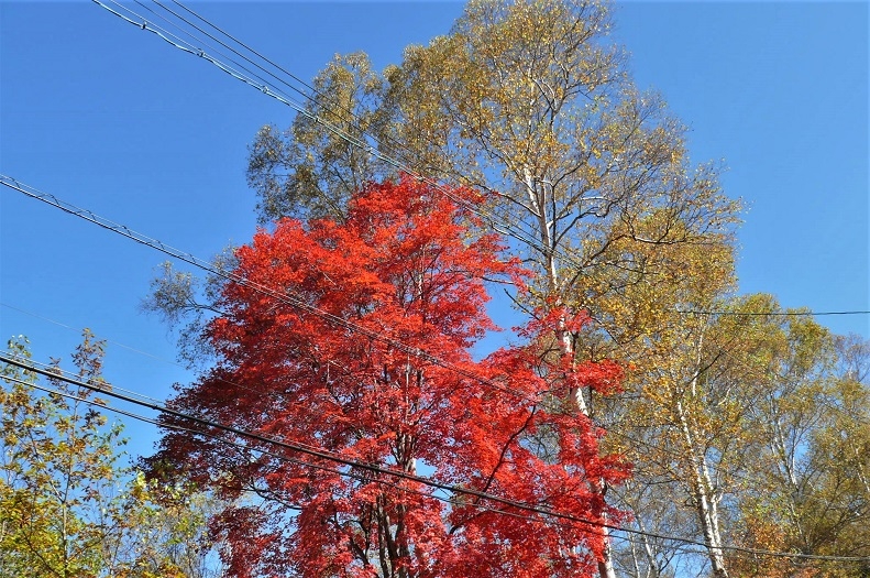http://www.alpico.co.jp/shikinomori/news/images/P1260724.JPG