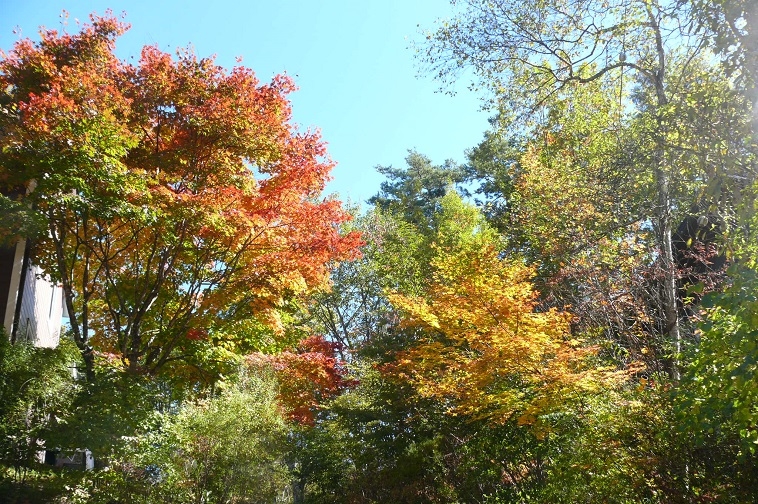http://www.alpico.co.jp/shikinomori/news/images/P1260743.JPG