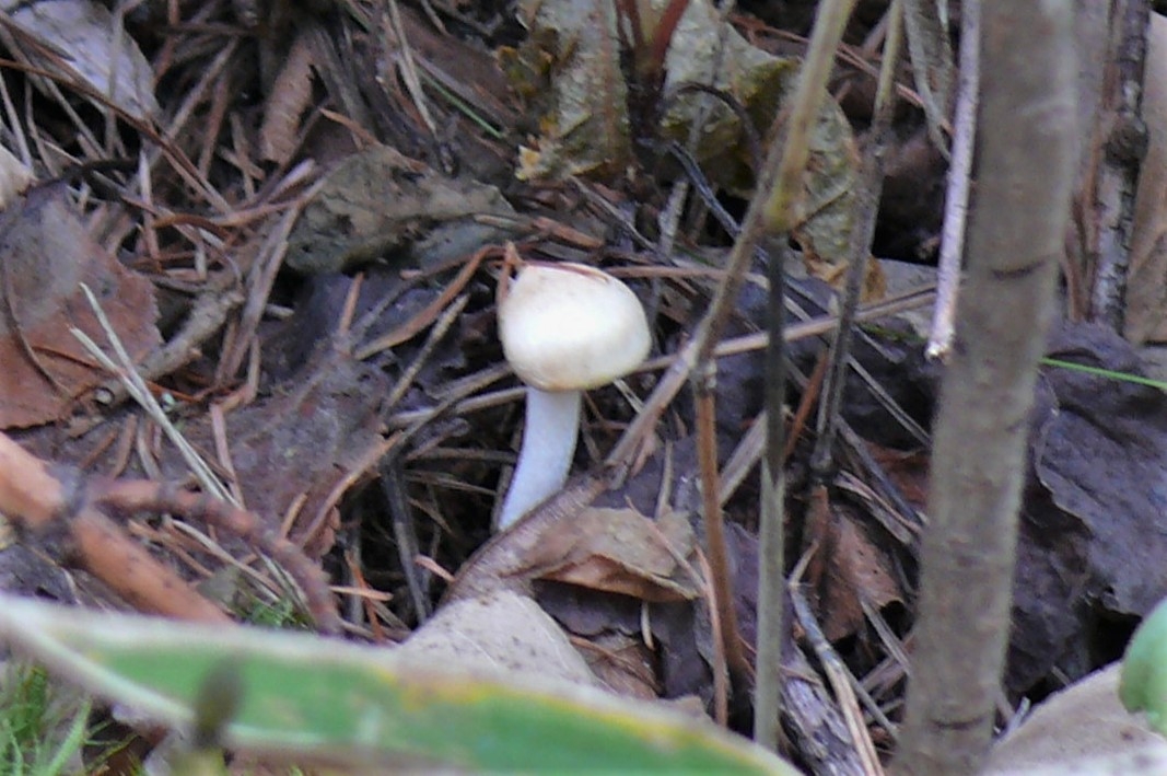 http://www.alpico.co.jp/shikinomori/news/images/P1260819.JPG