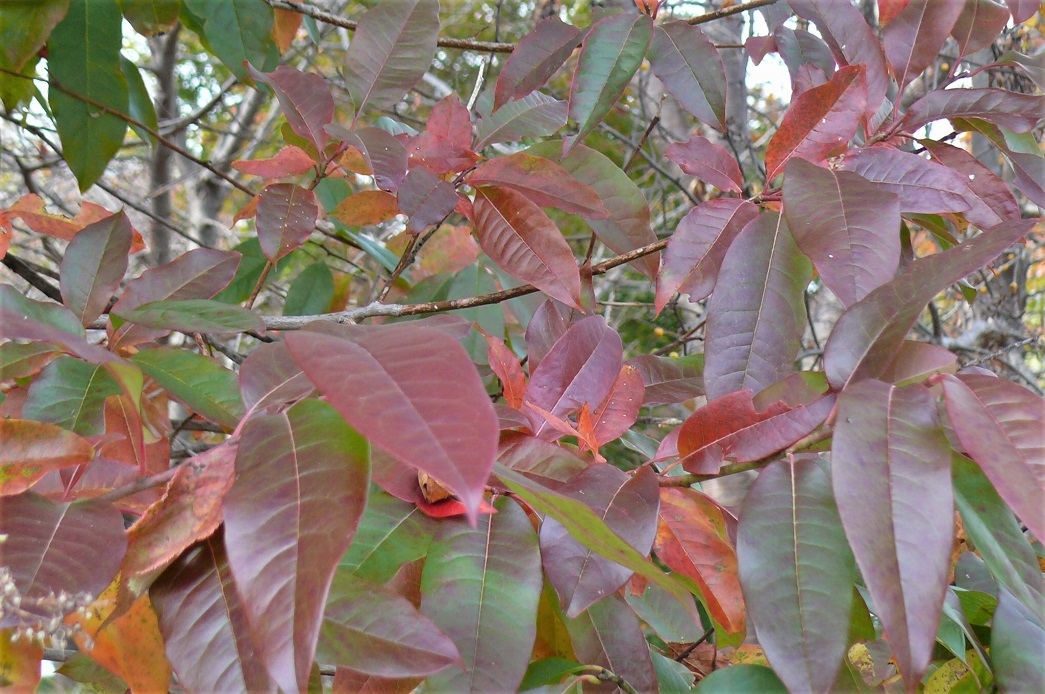 http://www.alpico.co.jp/shikinomori/news/images/P1260845.JPG