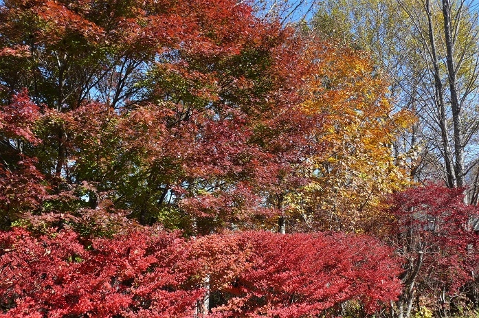 http://www.alpico.co.jp/shikinomori/news/images/P1260864.JPG