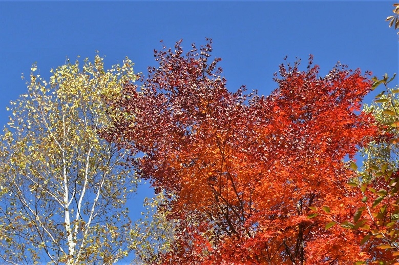 http://www.alpico.co.jp/shikinomori/news/images/P1260884.JPG