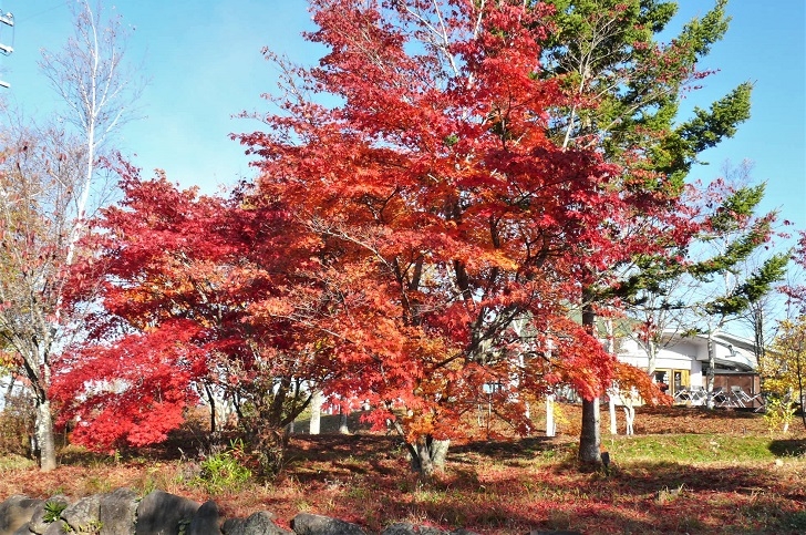 http://www.alpico.co.jp/shikinomori/news/images/P1260909.JPG