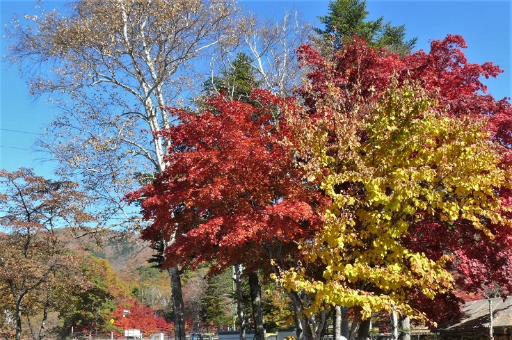 http://www.alpico.co.jp/shikinomori/news/images/P1260915.JPG