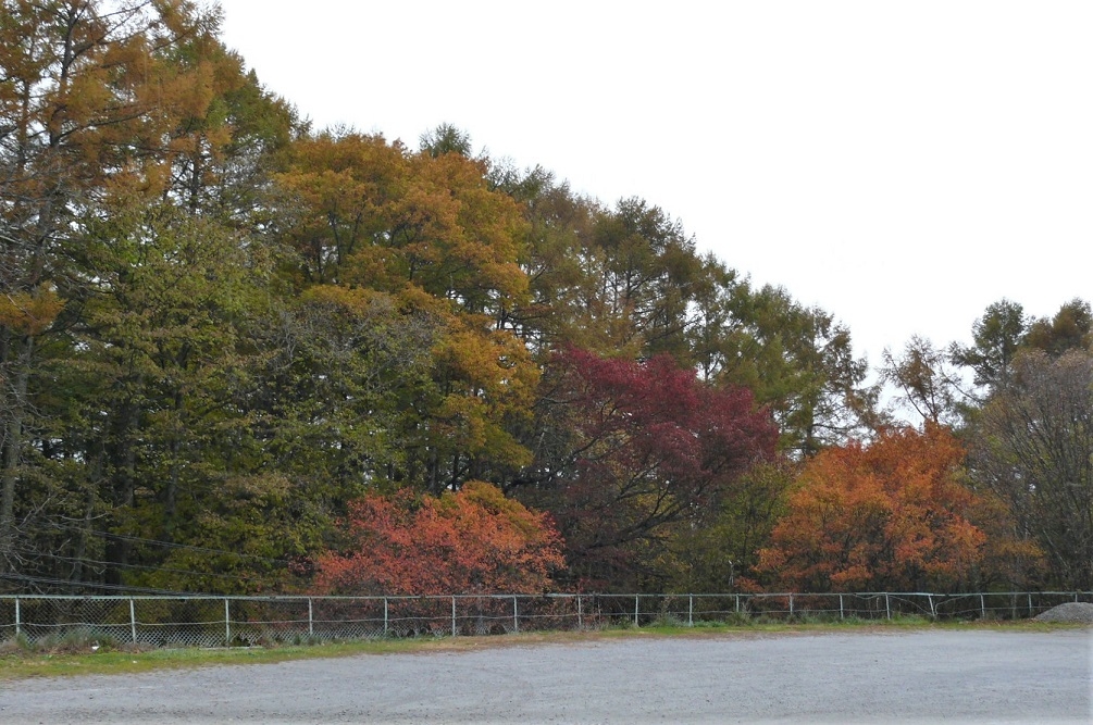 http://www.alpico.co.jp/shikinomori/news/images/P1260971.JPG