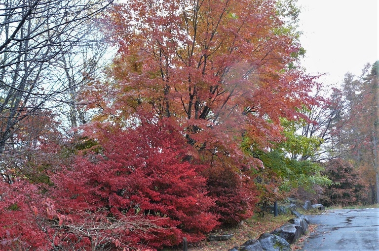 http://www.alpico.co.jp/shikinomori/news/images/P1260982.JPG