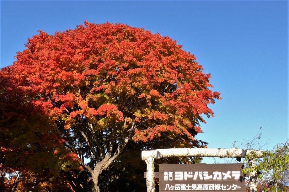 http://www.alpico.co.jp/shikinomori/news/images/P1260989.JPG