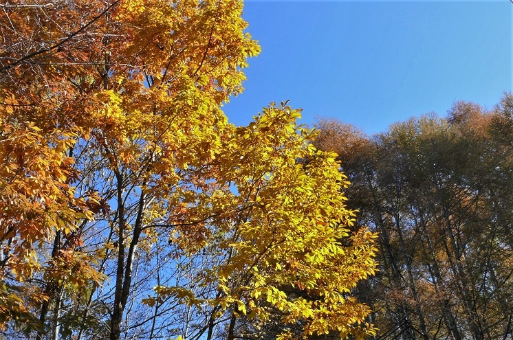 http://www.alpico.co.jp/shikinomori/news/images/P1270006.JPG