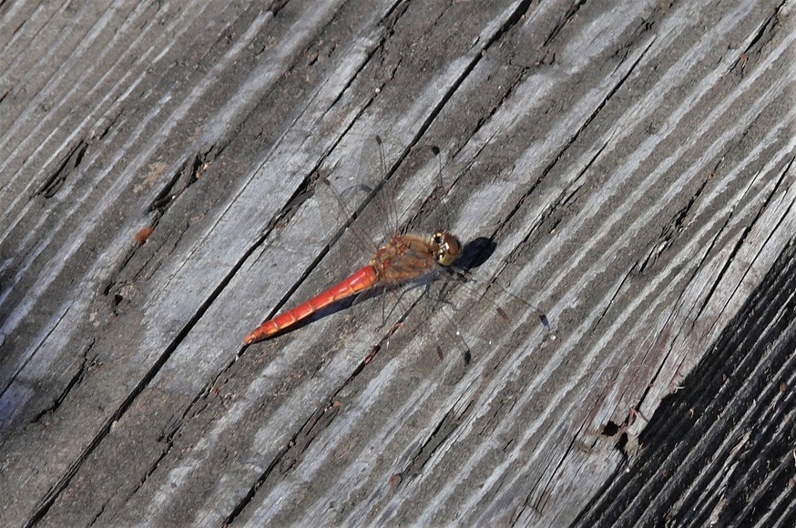 http://www.alpico.co.jp/shikinomori/news/images/P1270047.JPG