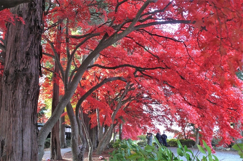 http://www.alpico.co.jp/shikinomori/news/images/P1270091.JPG