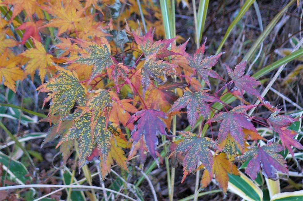 http://www.alpico.co.jp/shikinomori/news/images/P1270122.JPG